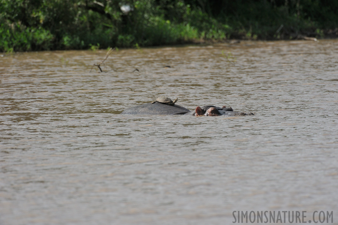 Hippopotamus amphibius capensis [550 mm, 1/3200 sec at f / 8.0, ISO 1600]